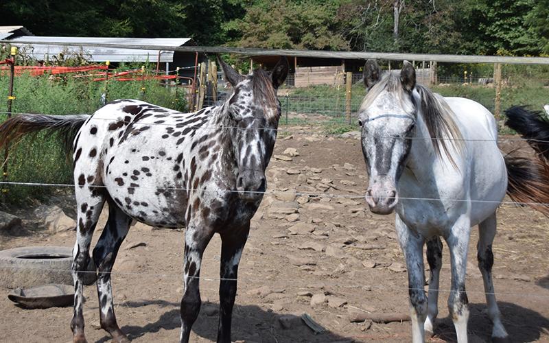 Cherokee County officials seized these two horses from their owner almost one year ago. After being cared for at Double 00 Farm in Tuskeegee, the horses could be returned to their owner if a ‘not guilty’ verdict is returned in the upcoming trial. Photo by Matthew Osborne/Cherokee Scout