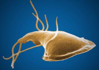 This Giardia parasite might live in the gut of anyone who drinks untreated water. Photo courtesy of Center for Disease Control