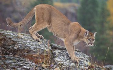 Call them what you will, but this feline-based creature can spark a debate anytime it is discussed. The U.S. Fish & Game Service declared the Eastern Mountain Lion extinct in 2018, yet sightings continue to roll in. Photo courtesy of U.S. Forest Service