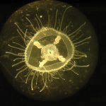 The medusa form of the Craspedacusta sowerbii is the size of a penny. Photo by Lisa Gershwin