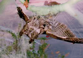 Even creatures as large as owls can become entangled in Halloween spiderwebs. This trapped screech owl was rescued by a Humane Society officer.