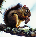 The red squirrel, or mountain “boomer,” is also known as the pine squirrel, as it mostly inhabits coniferous forests. Photo courtesy of Blue Ridge Discovery Center 