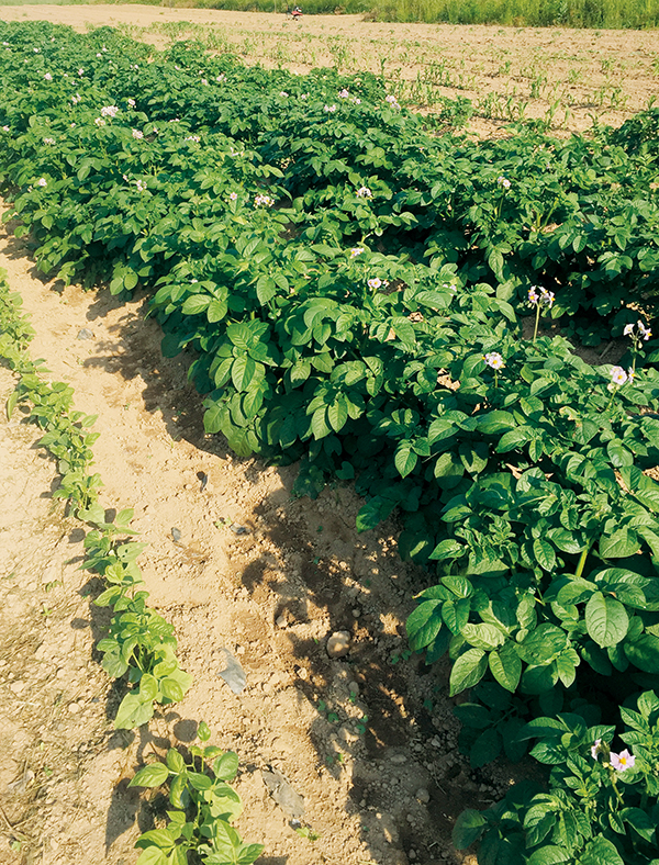 Scott Roper's garden: a product of hard work and what Roper attributes to help from God.