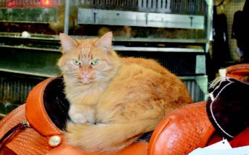 One of John &amp; Tammy Lovin two feline greeters at Sweetwater Farm &amp; Garden.