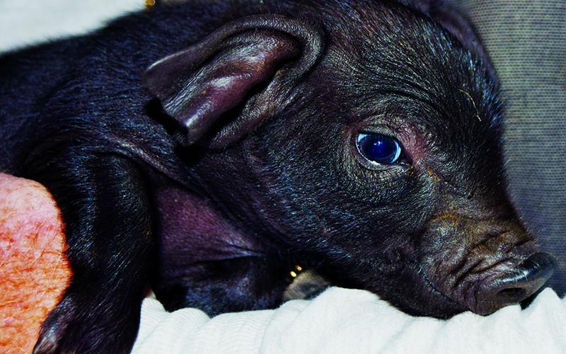 Pictured is one of the 10 piglets born to Large Black pig, Piper, at Double 00 Farm in Tuskegee. Photo by Art Miller/amiller@grahamstar.com