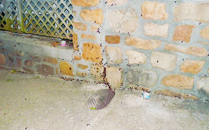 Captured at night, this photo shows cockroaches crawling along the side of a building in downtown Robbinsville.