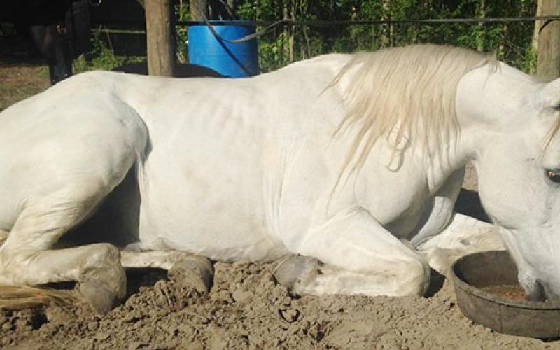 Marlon Foxtrotter, resting his sick feet while eating his special feed. Photo by Robbi Pounds/rpounds@grahamstar.com