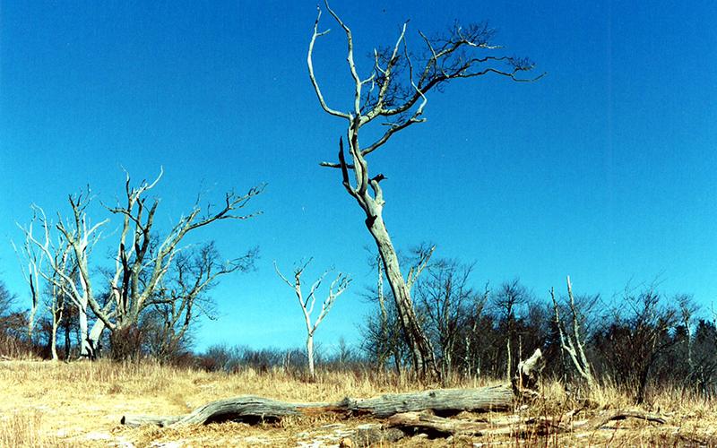 Stratton Bald, in the area where Jim Michelic set up camp in 1988. Photo courtesy of Marshall McClung/The Graham Star