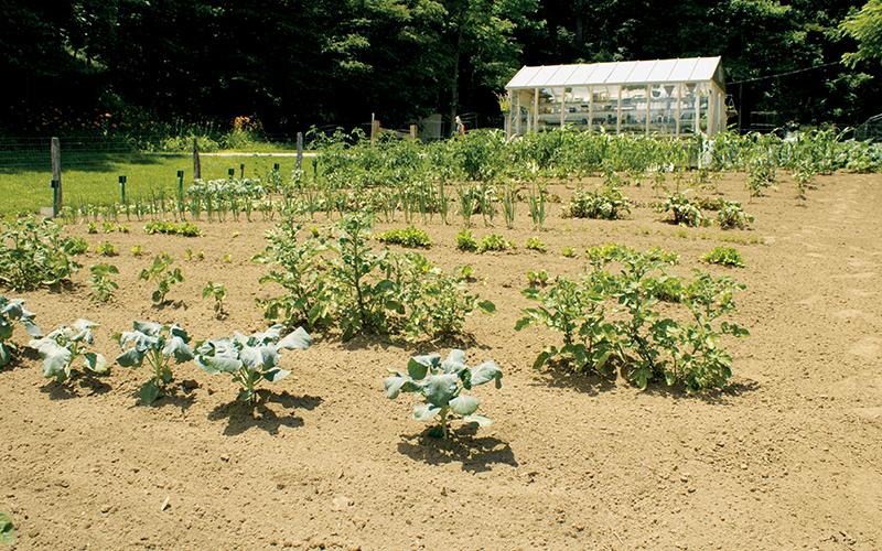 Tom and Wanda Christenson’s 4,000-square-foot vegetable garden, affectionally called “Misty Mountain Meadows,” holds more than 20 types of fruits and vegetables.
