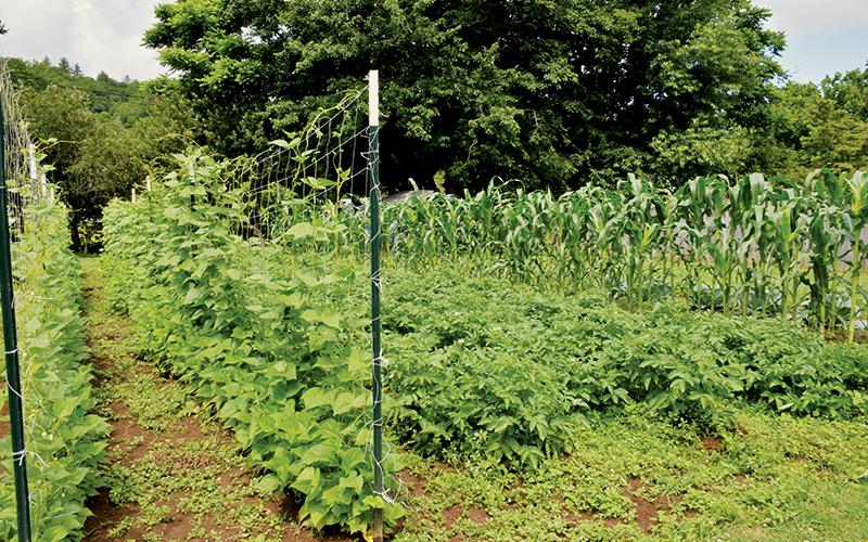 James Buchanan's garden is a relatively-new experiment and features cabbages, tomatoes and peppers.