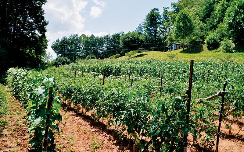 Rows and rows of tomatoes provide just a glimpse into what Joe and Lorna Sellers’ garden holds. Photos by Art Miller/amiller@grahamstar.com