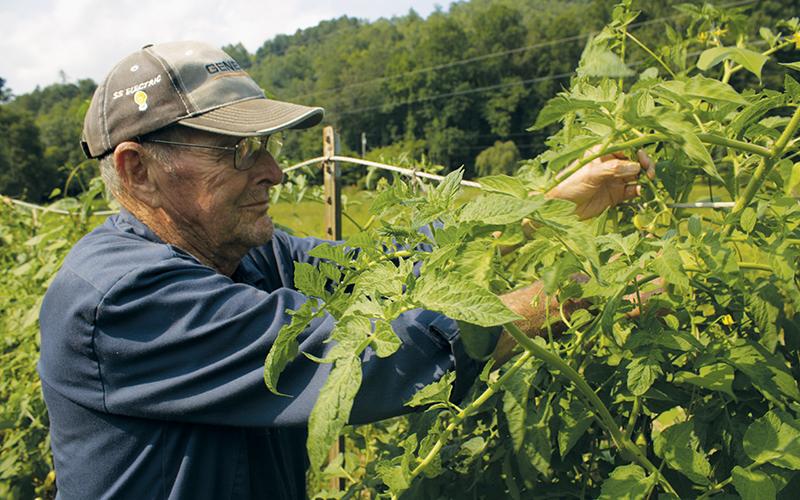 Billy Holder explains some of the finer points of tomato horticulture in his Stecoah vegetable garden.