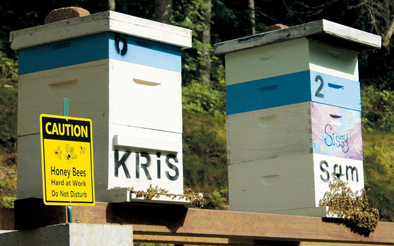 Two of Alan Walmsley’s beehives at Simple Life Mountain Retreat Campground work tirelessly Monday. Walmsley plans to add more hives over the next few years, as well as apple trees, Christmas trees and berries.