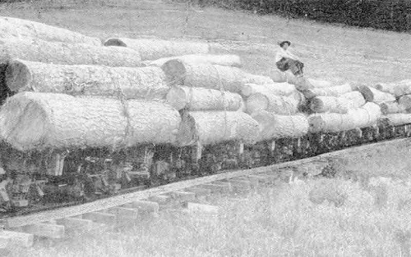 The Whiting Lumber Company came to Graham County in 1910.