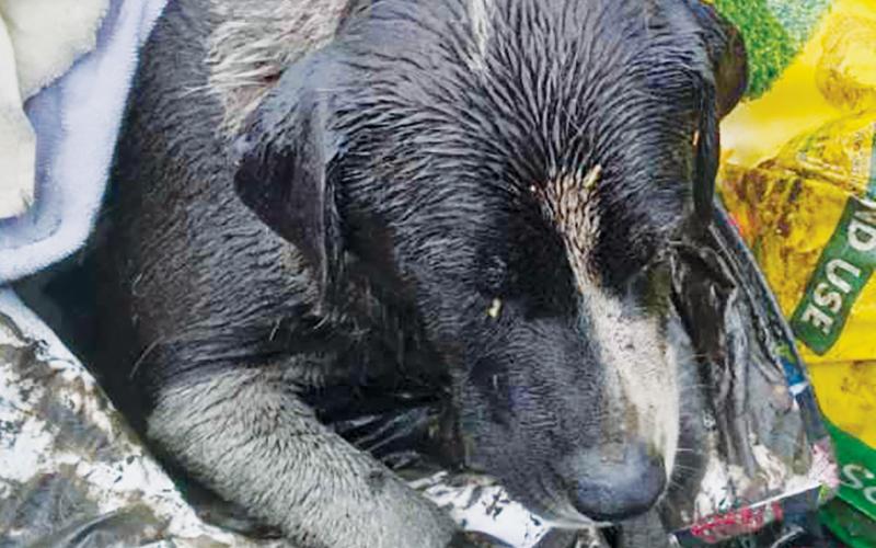 Daisy rests from exhaustion in the back of a pickup after being rescued from a deep pit filled with greasy water for at least five hours – but as long as 12 hours – between May 29-30.