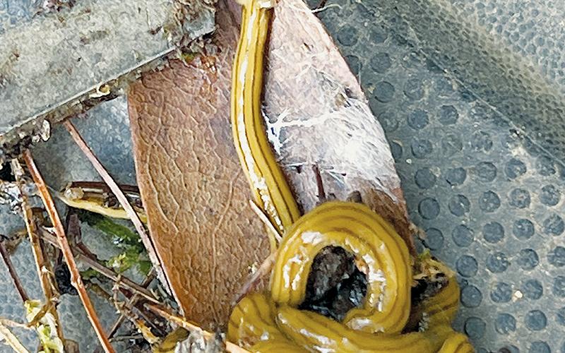 These are among the over-150 hammerhead worms that Kenneth Brooms has found in his garden off Sweetwater Road. Brooms said he started noticing the worms about four months ago. Photo by Randy Foster/news@grahamstar.com