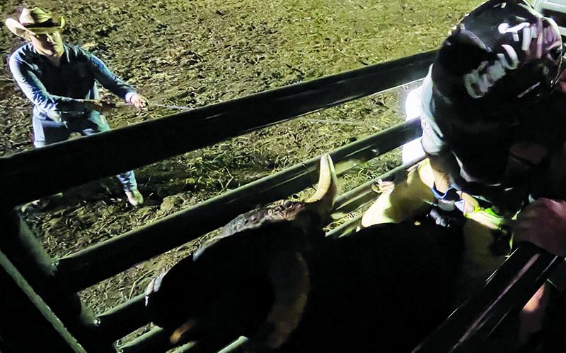 Event organizer Chase Lancaster holds the gate at the chute as a rider prepares for his ride Saturday.