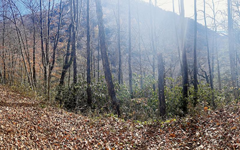 Three waterfalls located short distances from this point on Upper Santeetlah Road have had names proposed for them. The U.S. Board of Geographic Names assigned names to two of the waterfalls, but delayed action on the third. All three are close to the road, but are difficult to see from there. Photo by Randy Foster/news@grahamstar.com