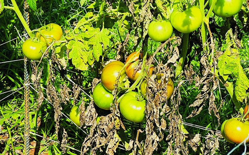 The amount of crops yielded by the Graham County EMS garden has been nothing short of bountiful. In fact, much of what has been grown has been donated to local food banks.