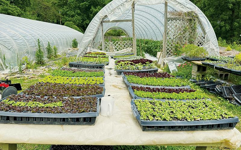 Stoney Hollow Farm puts a heavy emphasis on having a variety of products for all consumers, including both non-GMO and freshly-cultivated vegetables. Photos by Latresa Phillips/The Graham Star