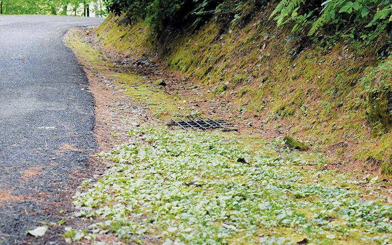 Drainage issues in ditches along Lake Santeetlah roads will soon be rectified, thanks to the town receiving over $72K from the Golden LEAF Foundation. The funds could significantly improve areas like this, located on Black Bear Trail. Photo by Kevin Hensley/editor@grahamstar.com