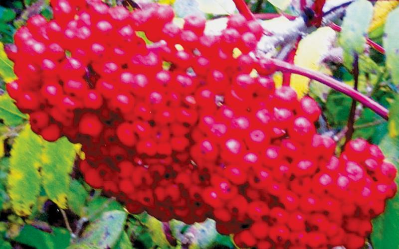 These eye-popping arrangement of mountain ash berries were found Oct. 4 on Hooper Bald. Photo by Marshall McClung/The Graham Star