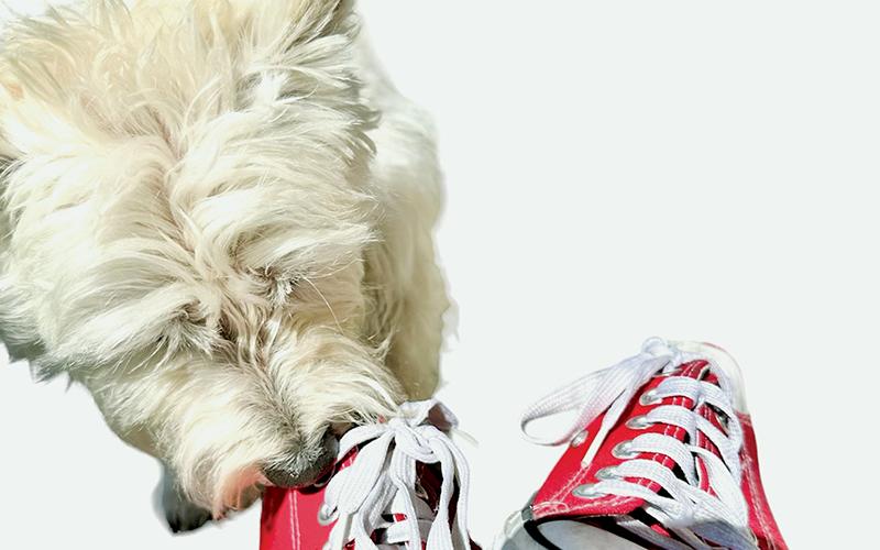 Tomorrow is National Shoe Day; a regional push to help the cause is gaining momentum. Art courtesy of Latresa Phillips/The Graham Star