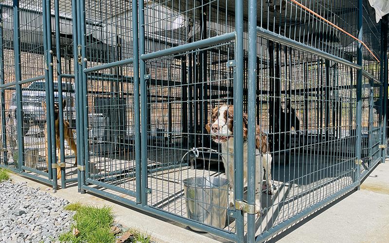 This outdoor kennel at the Valley River Humane Society was just one of many items that state officials said the 25-year-old facility would have to replace during an  inspection last year. With finances in a crunch for both the shelter and Graham County, neither side could come to an agreement to continue its long-time working relationship, which ended Saturday. Photo by Randy Foster/Cherokee Scout