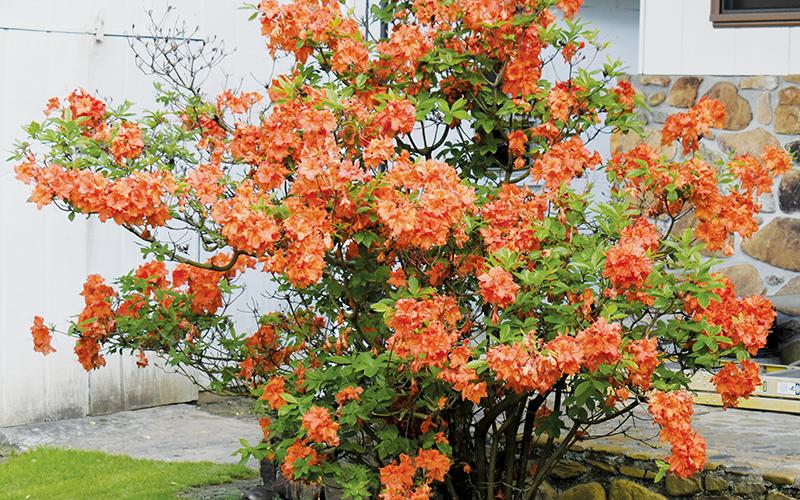 Graham County's native flower is in full bloom at the Mill Creek residence of James Crisp.
