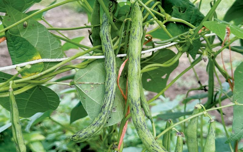 Jean Taylor’s garden is full of vegetables with unique monikers – including the “Rattlesnake Bean,” which is only intimidating in name, not taste.