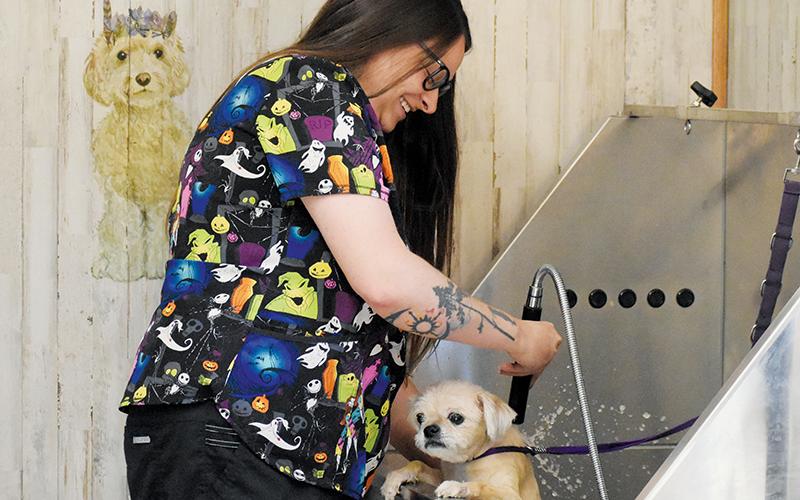 One day after successfully sending an animal transport to Virginia, local animal  advocate Brittney Holder was back in her shop at B's Pet Grooming. After all, clients like Flo still needed to be seen.