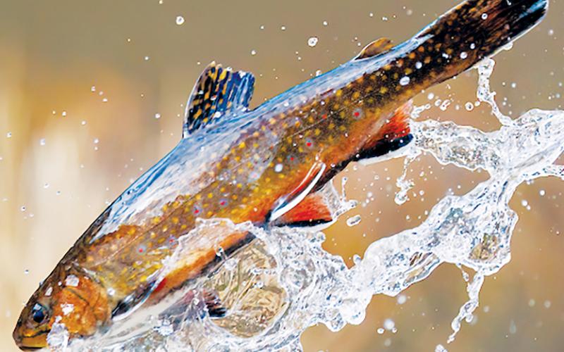 Hatchery-raised trout are released into Wake County's Simpkins Pond on Dec. 18, 2024. The N.C. Wildlife Resources Commission began a weekly stocking schedule in Graham County this month, which will continue through June. Photo courtesy of Jonathon Gruenke/N.C. Wildlife Resources Commission
