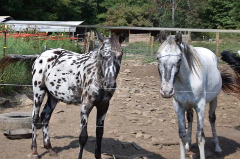 Cherokee County officials seized these two horses from their owner almost one year ago. After being cared for at Double 00 Farm in Tuskeegee, the horses could be returned to their owner if a ‘not guilty’ verdict is returned in the upcoming trial. Photo by Matthew Osborne/Cherokee Scout