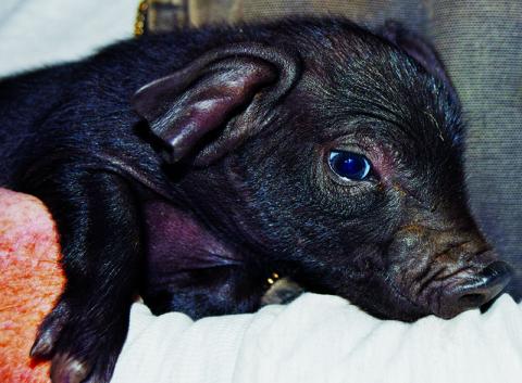 Pictured is one of the 10 piglets born to Large Black pig, Piper, at Double 00 Farm in Tuskegee. Photo by Art Miller/amiller@grahamstar.com
