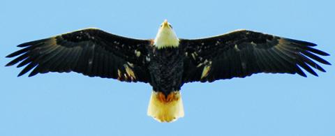 A bald eagle, in-flight over Lake Junaluska in Haywood County. Photo by Amy Boggan/Contributing Photographer