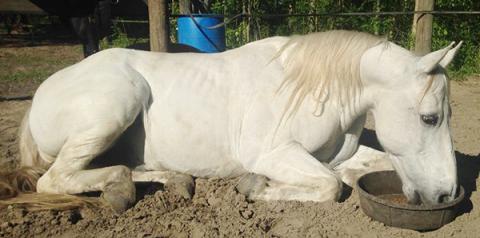 Marlon Foxtrotter, resting his sick feet while eating his special feed. Photo by Robbi Pounds/rpounds@grahamstar.com