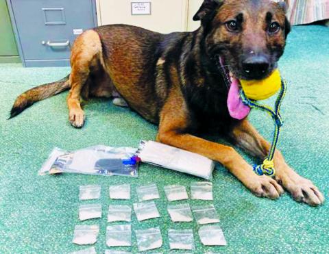 K-9 Bowie poses with his findings after Saturday’s stop on the Cherohala Skyway. Photo courtesy of Graham County Sheriff's Office