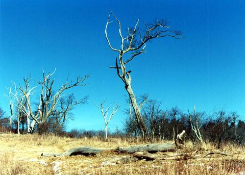 Stratton Bald, in the area where Jim Michelic set up camp in 1988. Photo courtesy of Marshall McClung/The Graham Star