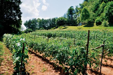 Rows and rows of tomatoes provide just a glimpse into what Joe and Lorna Sellers’ garden holds. Photos by Art Miller/amiller@grahamstar.com