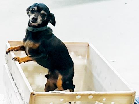 Peanut – a mixed miniature Doberman and deer head Chihuahua – was always present when The Graham Star was out for delivery. The beloved dog passed away Jan. 11.