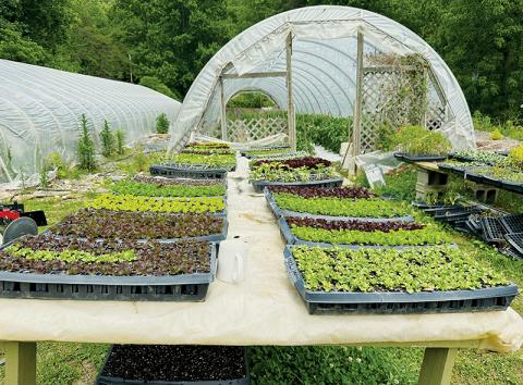 Stoney Hollow Farm puts a heavy emphasis on having a variety of products for all consumers, including both non-GMO and freshly-cultivated vegetables. Photos by Latresa Phillips/The Graham Star
