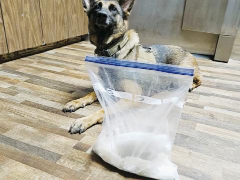 Graham County Narcotics K-9 Sam poses with the 2.22 pounds of methamphetamine he discovered during an early-morning traffic stop Aug. 10. Photo courtesy of Graham County Sheriff's Office