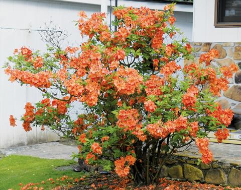 Graham County's native flower is in full bloom at the Mill Creek residence of James Crisp.