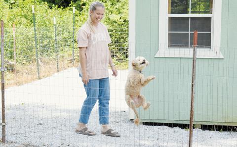 Photographs used in The Graham Star's June 27, 2024 feature on a young entrepreneur opening a local kennel that provides all the comforts of home – appropriately titled "Pampered Pups" – caught the eyes of judges in this year's North Carolina Press Association contest. K's Kennels Owner Kensley Phillips looks on as Willow expresses her excitement with the stay. Photos by Kevin Hensley/editor@grahamstar.com