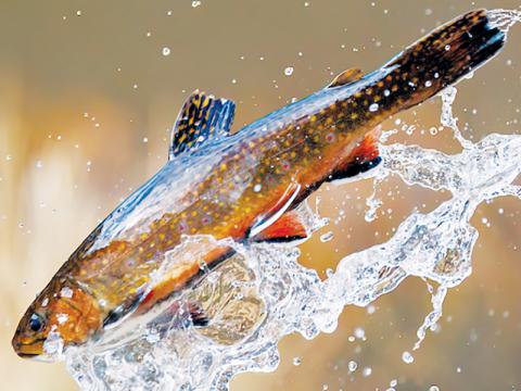 Hatchery-raised trout are released into Wake County's Simpkins Pond on Dec. 18, 2024. The N.C. Wildlife Resources Commission began a weekly stocking schedule in Graham County this month, which will continue through June. Photo courtesy of Jonathon Gruenke/N.C. Wildlife Resources Commission