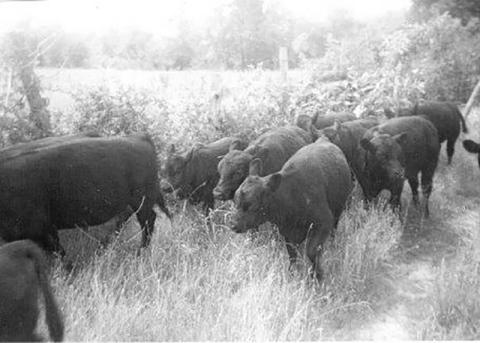 Cattle are shown on Hooper Bald in this undated photo. Photo courtesy of Jim McGuire/Contributing Photographer