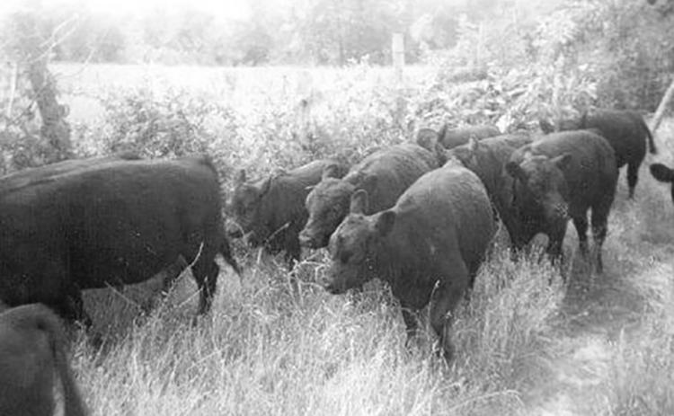 Cattle are shown on Hooper Bald in this undated photo. Photo courtesy of Jim McGuire/Contributing Photographer