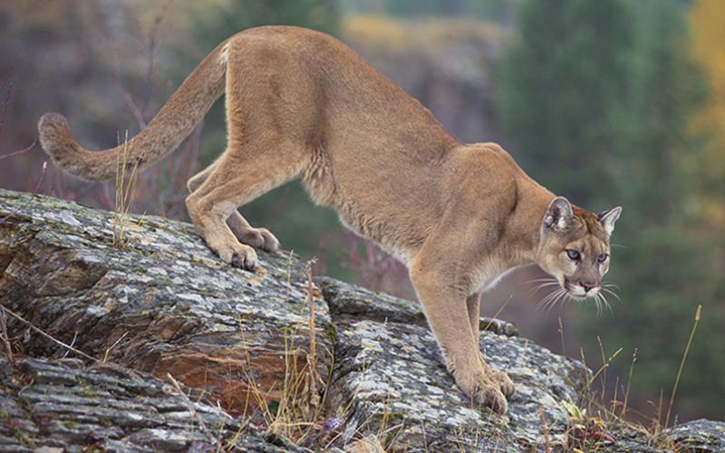 Call them what you will, but this feline-based creature can spark a debate anytime it is discussed. The U.S. Fish & Game Service declared the Eastern Mountain Lion extinct in 2018, yet sightings continue to roll in. Photo courtesy of U.S. Forest Service