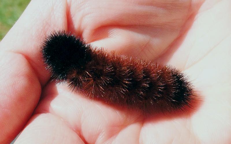 According to folklore, this woolly worm's mostly brown coat would indicate a warm winter. Photo by Amy Boggan/Contributing Photographer