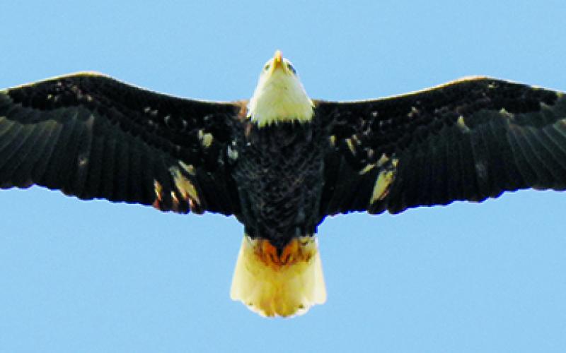A bald eagle, in-flight over Lake Junaluska in Haywood County. Photo by Amy Boggan/Contributing Photographer